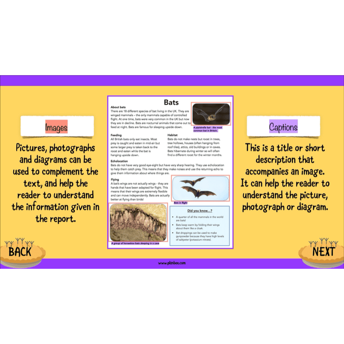 PlanBee The Twits: Non-chronological Reports KS2 | Y4 English Pack