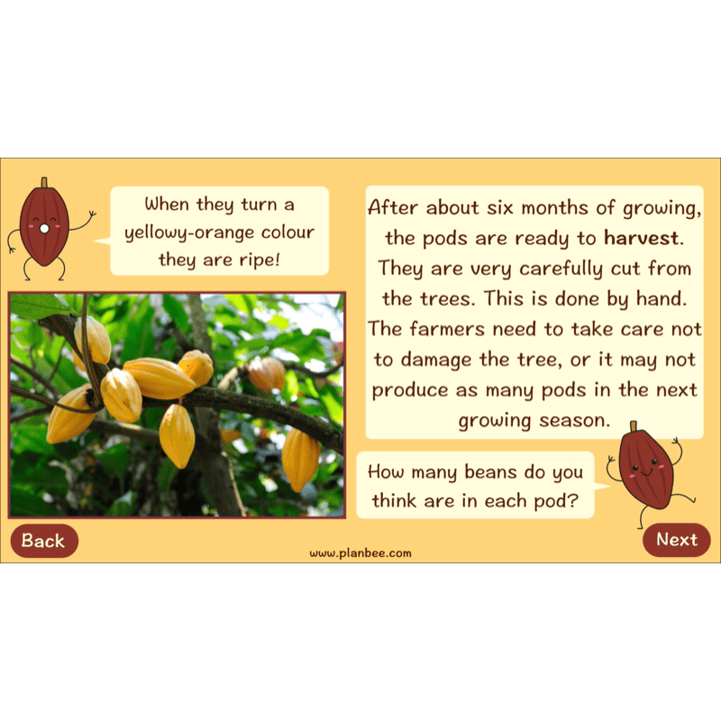 PlanBee Where does Chocolate come from? | KS2 Geography lessons