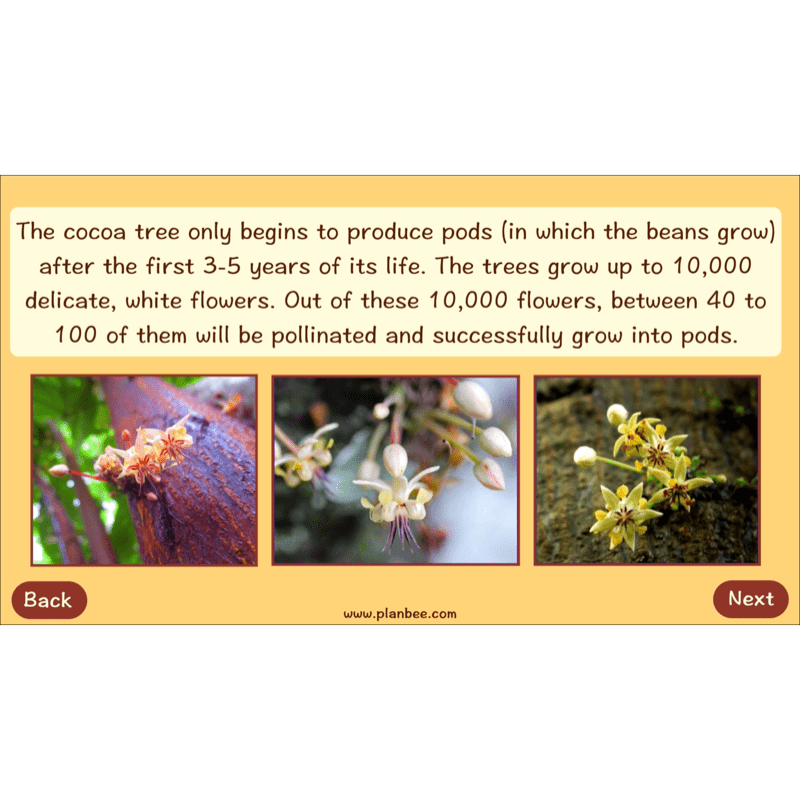 PlanBee Where does Chocolate come from? | KS2 Geography lessons