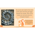PlanBee Andy Goldsworthy KS1 Art Lesson Plans created by PlanBee