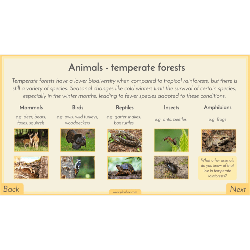 PlanBee Biomes KS2 Geography Lessons