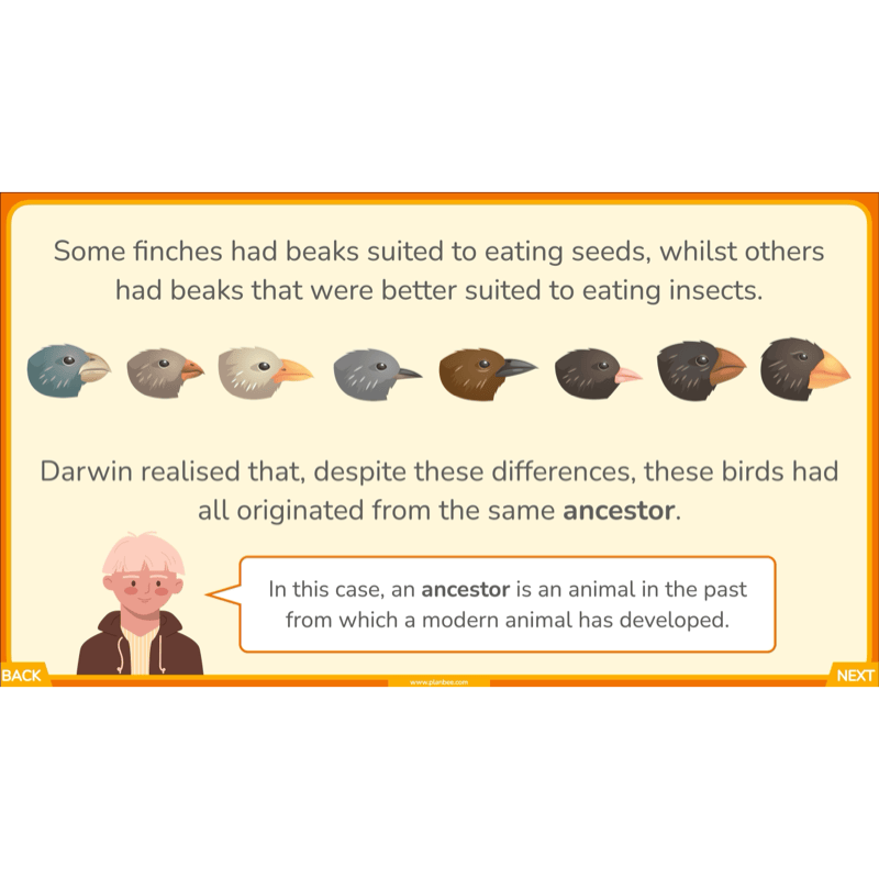 PlanBee Charles Darwin KS2 Lesson Pack