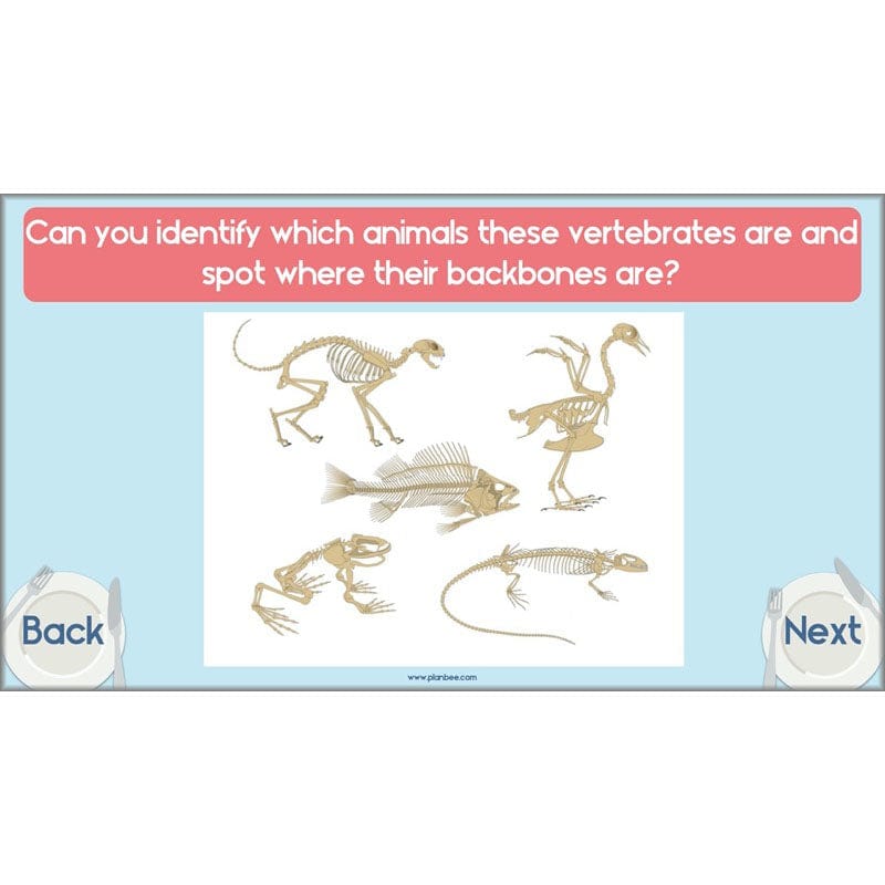 PlanBee Animals Including Humans Year 3 Science Lessons by PlanBee