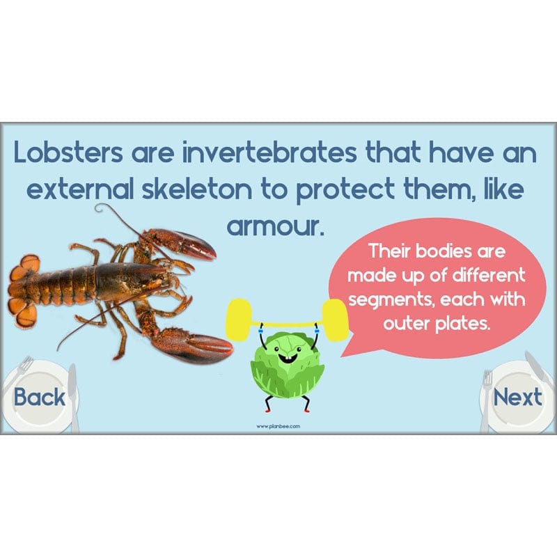 PlanBee Animals Including Humans Year 3 Science Lessons by PlanBee