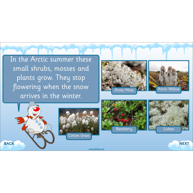 PlanBee Let's go to the Arctic KS1 Geography Lessons and Resources