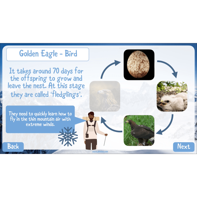 PlanBee Mountain Science KS2 | Food Chains, Adaptation & Life Cycles