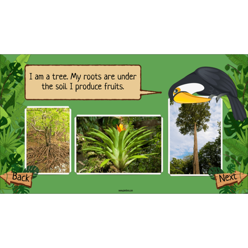 PlanBee Rainforest Habitats KS2 Science Lesson Pack