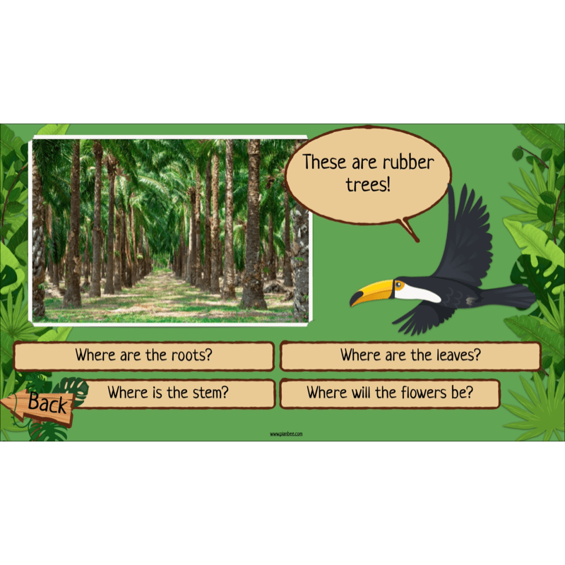 PlanBee Rainforest Habitats KS2 Science Lesson Pack