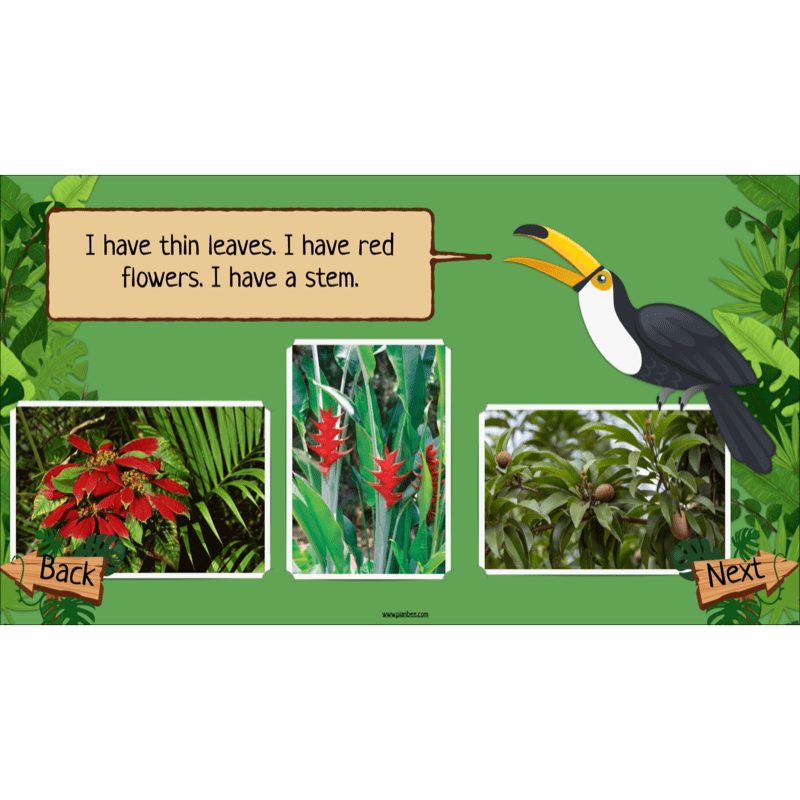 PlanBee Rainforest Habitats KS2 Science Lesson Pack