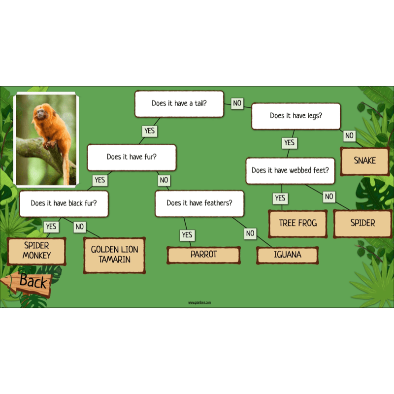 PlanBee Rainforest Habitats KS2 Science Lesson Pack
