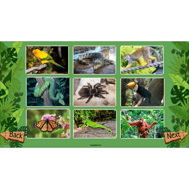 PlanBee Rainforest Habitats KS2 Science Lesson Pack