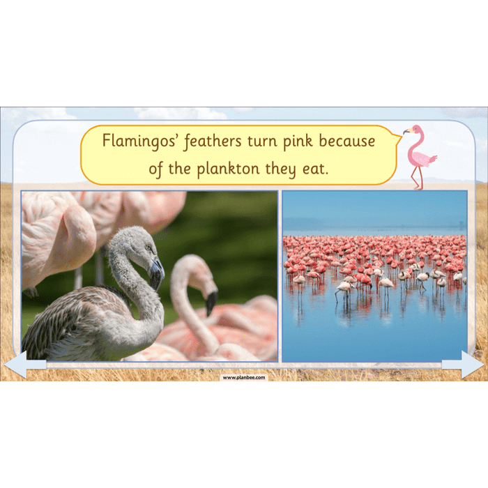 PlanBee Safari Adventures KS1 | English Lesson Pack