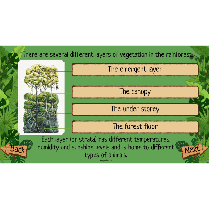 PlanBee The Rainforest Biome KS2 | Geography Lesson Pack