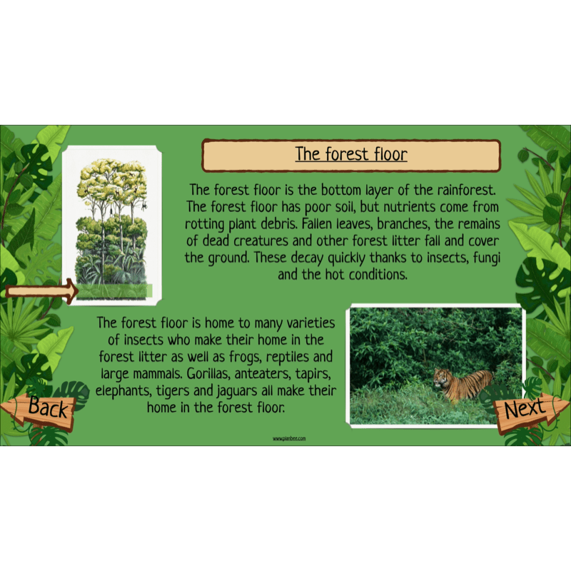 PlanBee The Rainforest Biome KS2 | Geography Lesson Pack