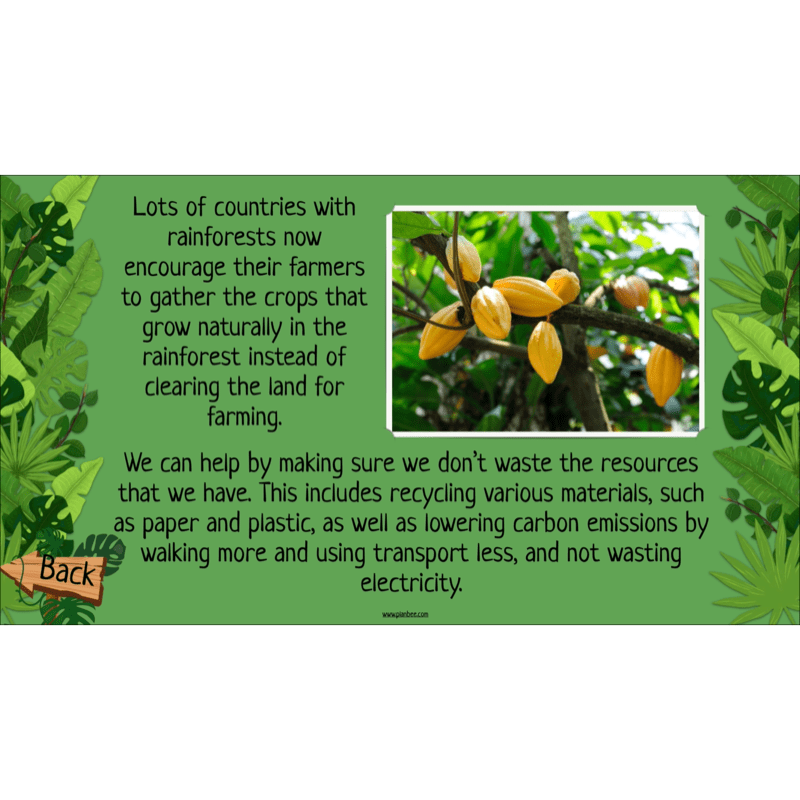 The Rainforest Biome