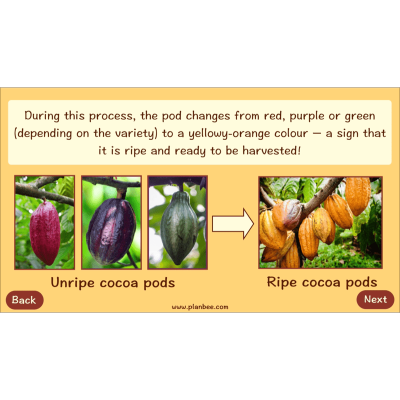 PlanBee Where does Chocolate come from? | KS2 Geography lessons