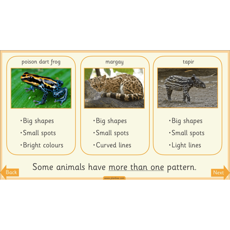 PlanBee Animal Art KS1 | Art Lesson Pack