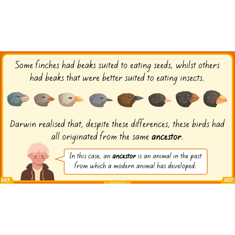 PlanBee Charles Darwin KS2 Lesson Pack