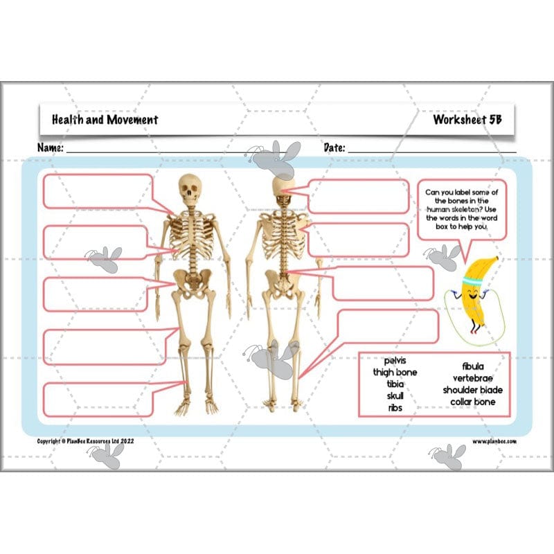 PlanBee Animals Including Humans Year 3 Science Lessons by PlanBee