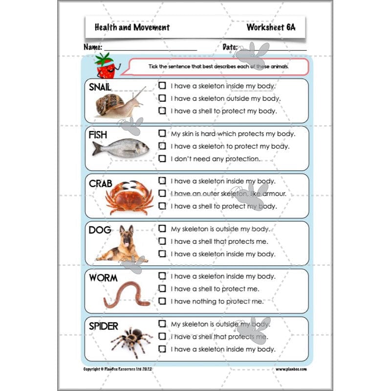 PlanBee Animals Including Humans Year 3 Science Lessons by PlanBee