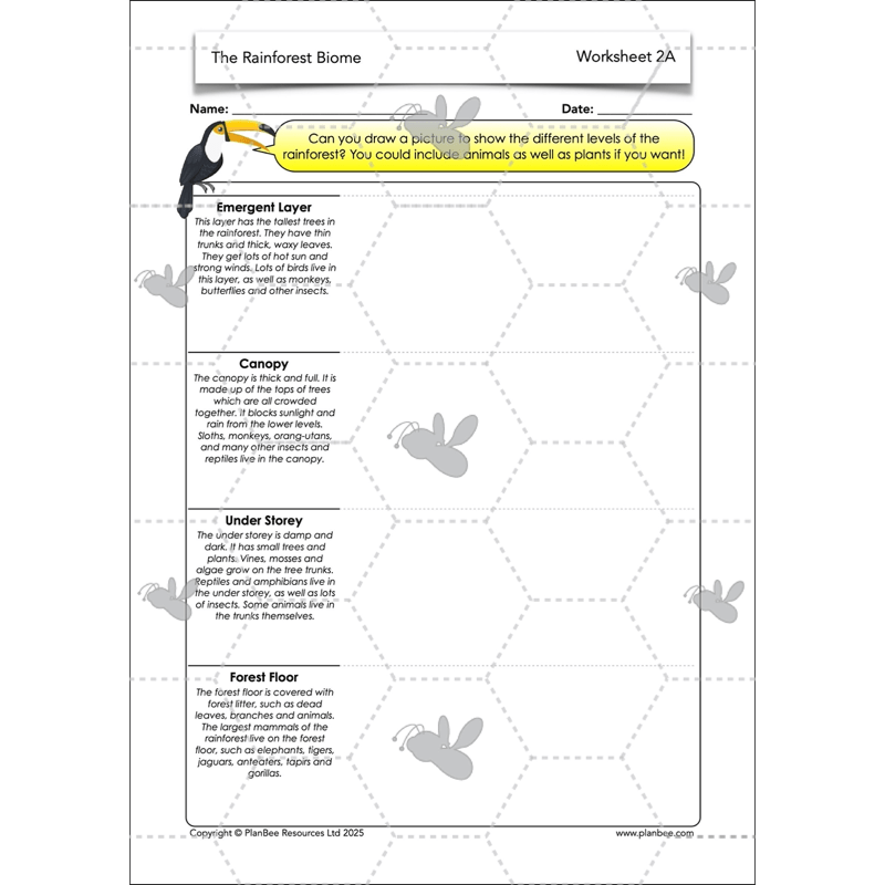 PlanBee The Rainforest Biome KS2 | Geography Lesson Pack