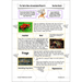 PlanBee The Twits: Non-chronological Reports KS2 | Y4 English Pack
