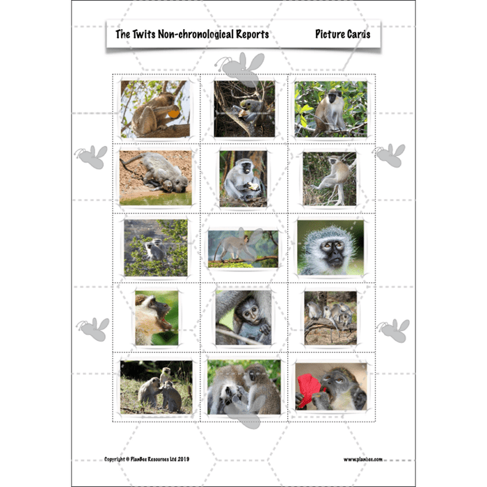 PlanBee The Twits: Non-chronological Reports KS2 | Y4 English Pack