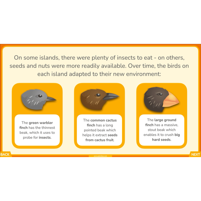 PlanBee Charles Darwin KS2 Lesson Pack