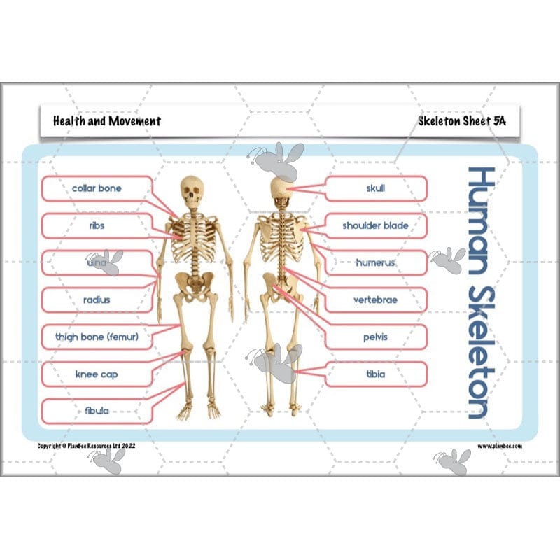 PlanBee Animals Including Humans Year 3 Science Lessons by PlanBee