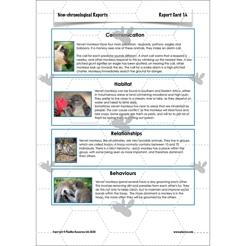 PlanBee Non-chronological Reports Year 6 English Planning