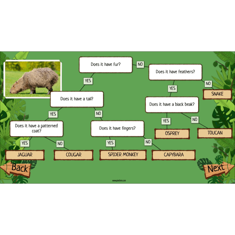 PlanBee Rainforest Habitats KS2 Science Lesson Pack