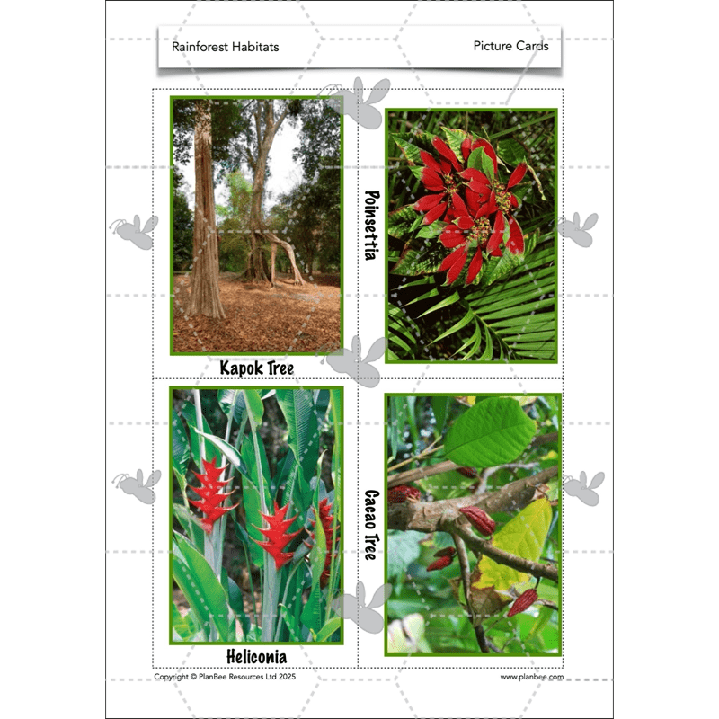 PlanBee Rainforest Habitats KS2 Science Lesson Pack
