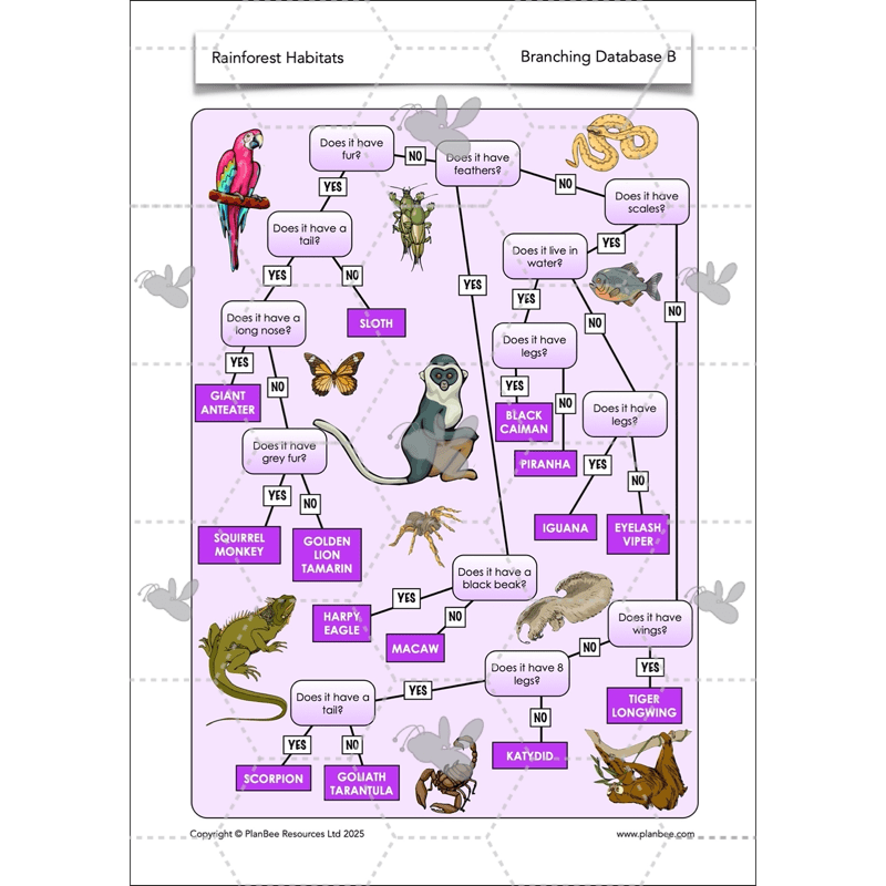 PlanBee Rainforest Habitats KS2 Science Lesson Pack