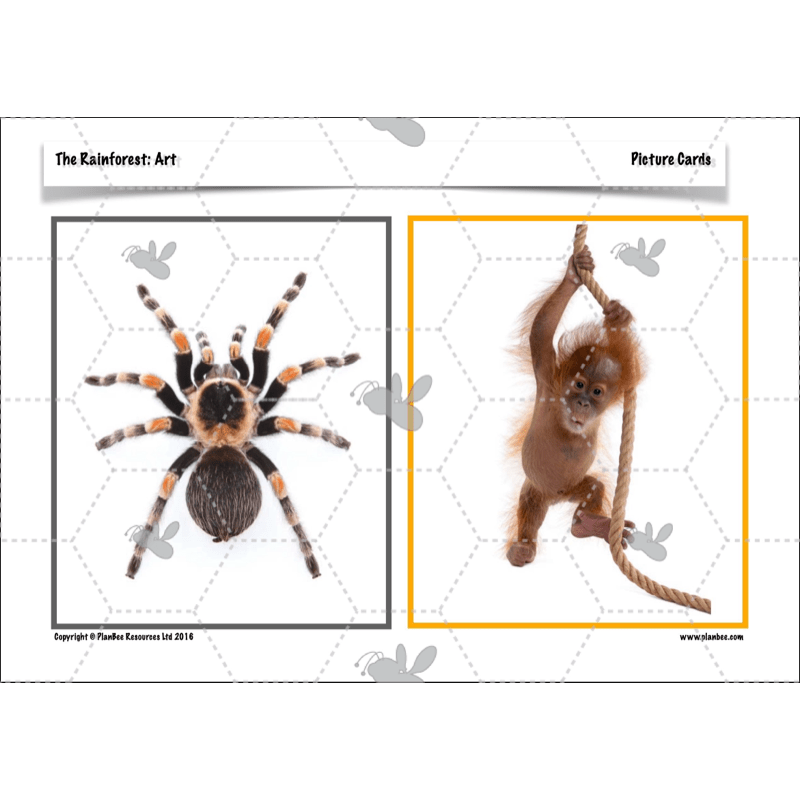 PlanBee The Rainforest Topic KS2 Enrichment Lesson Pack