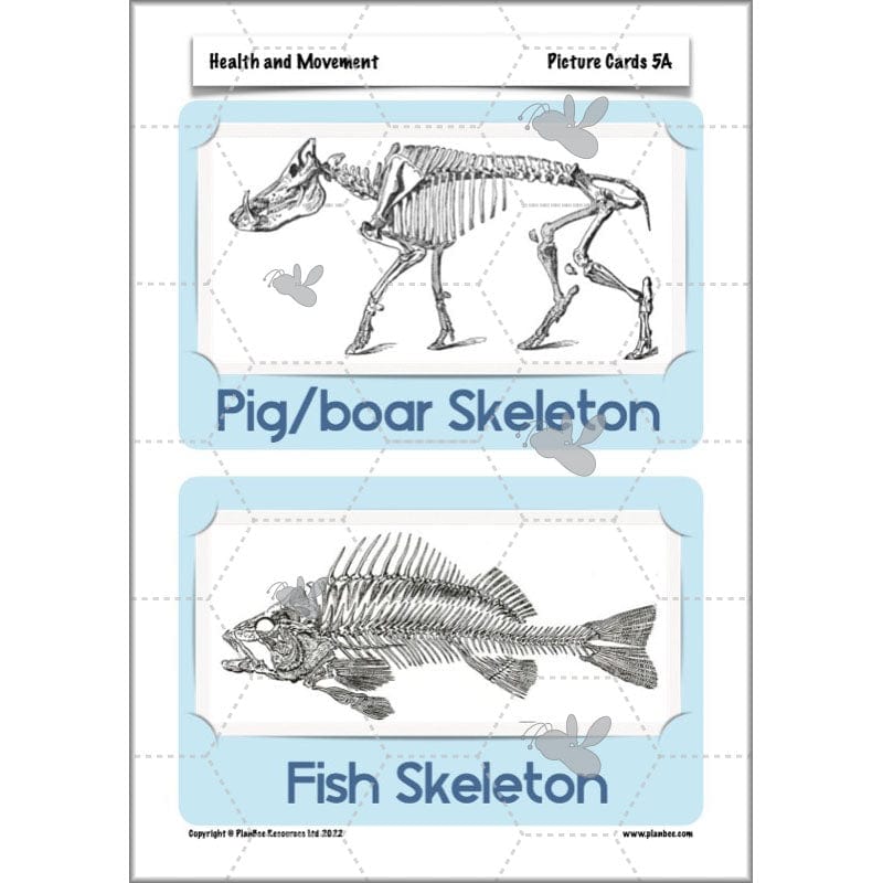 PlanBee Animals Including Humans Year 3 Science Lessons by PlanBee