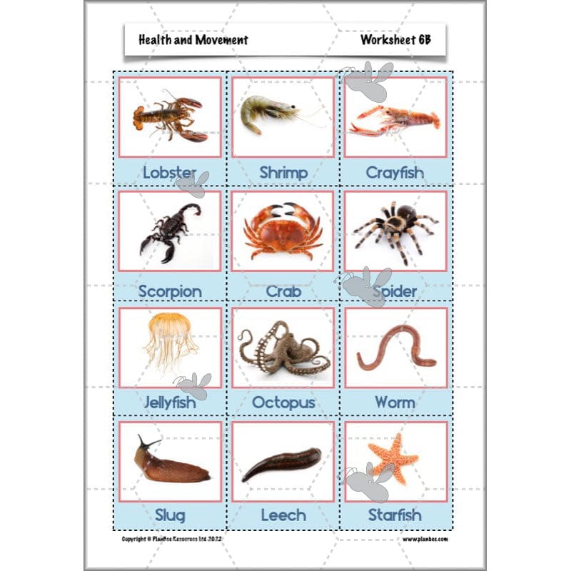 PlanBee Animals Including Humans Year 3 Science Lessons by PlanBee