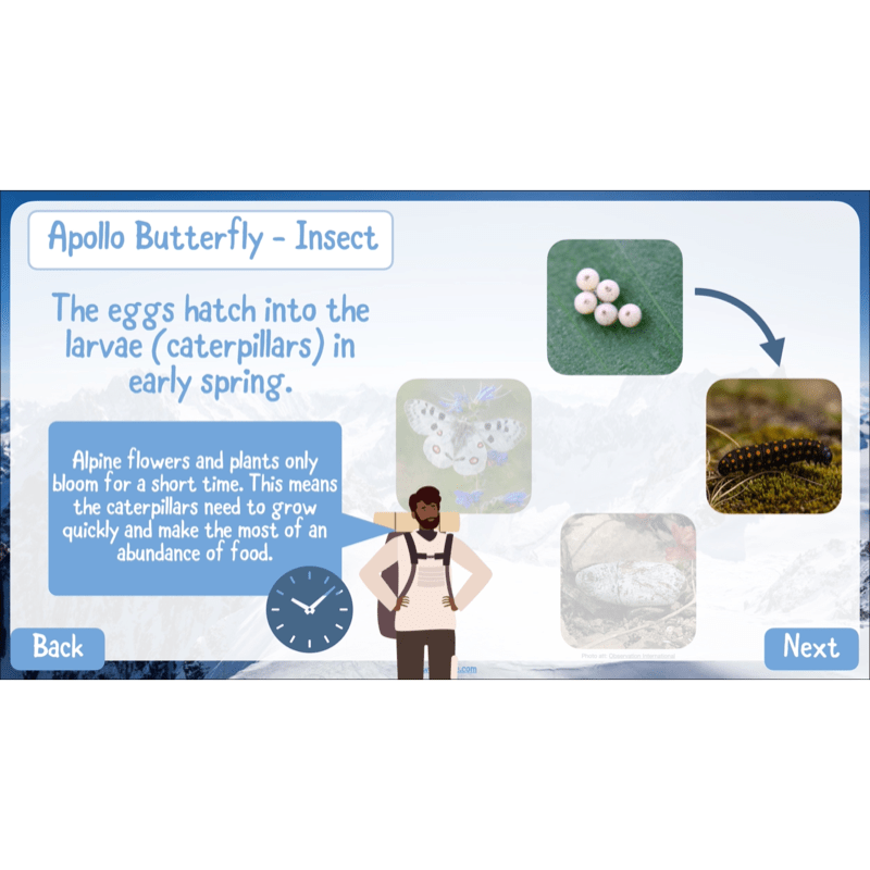 PlanBee Mountain Science KS2 | Food Chains, Adaptation & Life Cycles