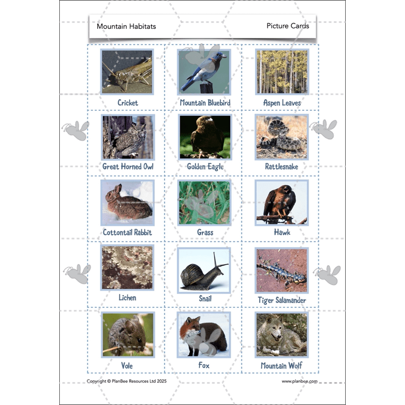 PlanBee Mountain Science KS2 | Food Chains, Adaptation & Life Cycles