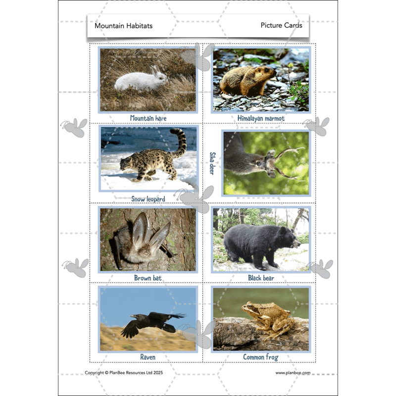 PlanBee Mountain Science KS2 | Food Chains, Adaptation & Life Cycles