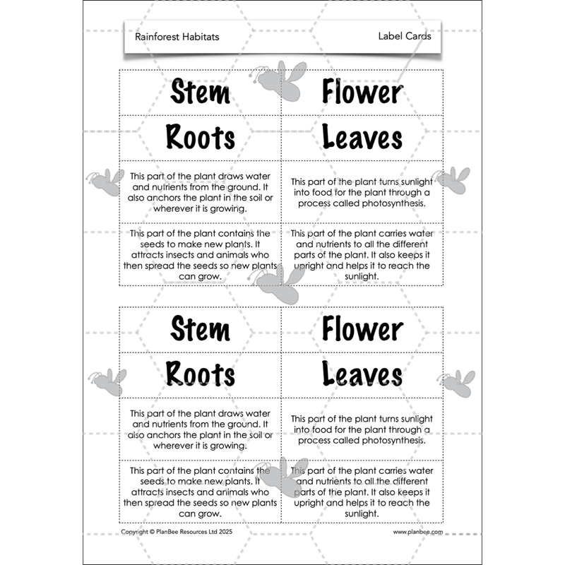 PlanBee Rainforest Habitats KS2 Science Lesson Pack