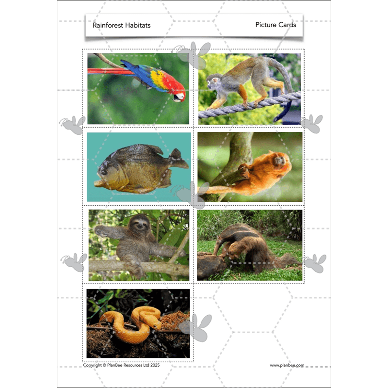 PlanBee Rainforest Habitats KS2 Science Lesson Pack