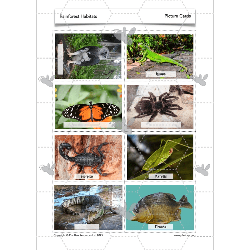 PlanBee Rainforest Habitats KS2 Science Lesson Pack