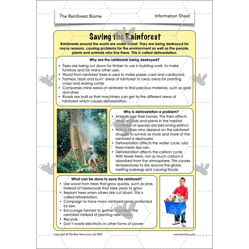 The Rainforest Biome