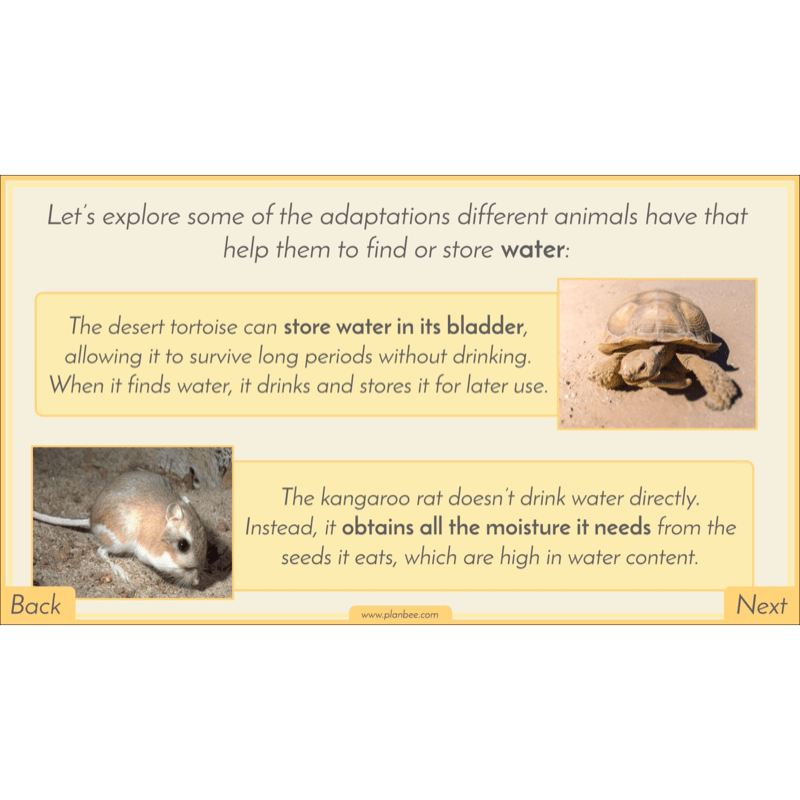 PlanBee Biomes KS2 Geography Lessons