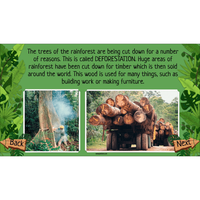 PlanBee The Rainforest Biome KS2 | Geography Lesson Pack