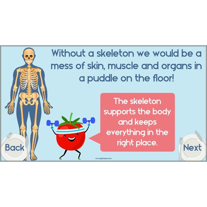 PlanBee Animals Including Humans Year 3 Science Lessons by PlanBee