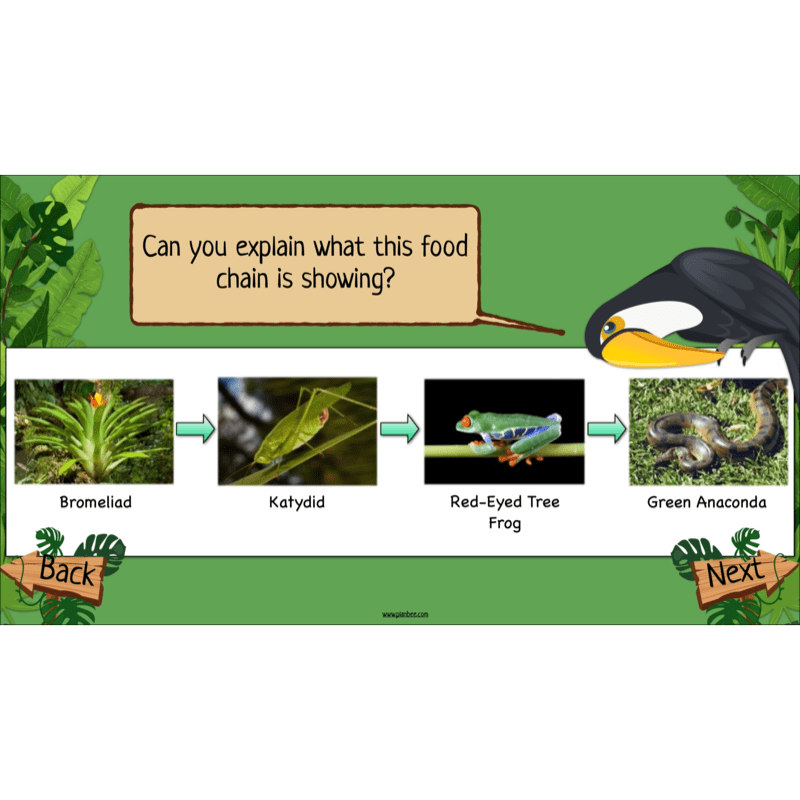 PlanBee Rainforest Habitats KS2 Science Lesson Pack