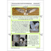 PlanBee The Owl who was Afraid of the Dark | KS2 Non-chronological Reports