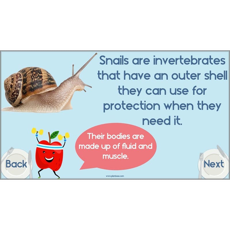 PlanBee Animals Including Humans Year 3 Science Lessons by PlanBee