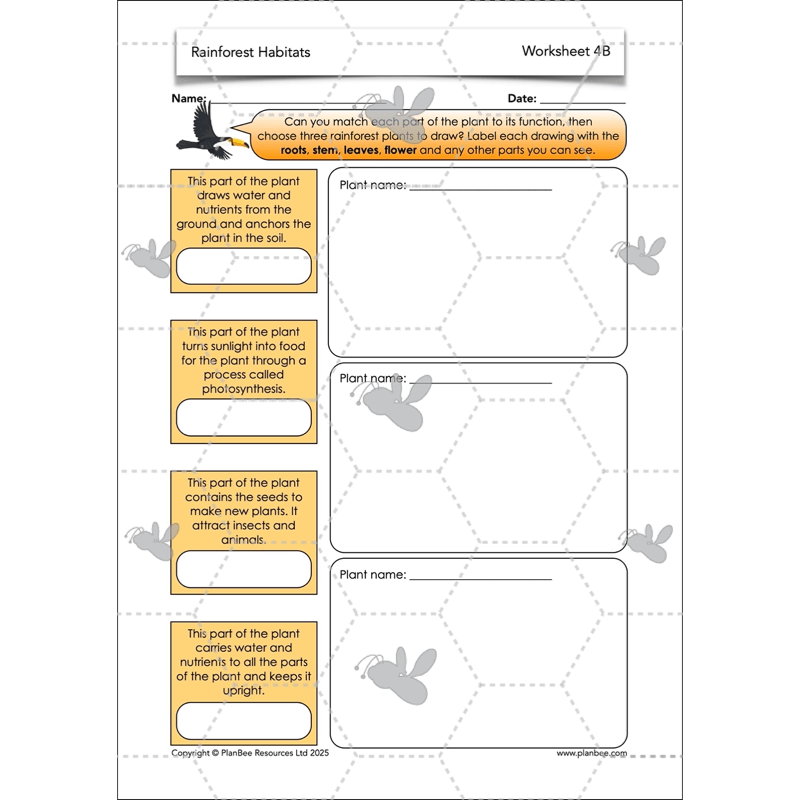 PlanBee Rainforest Habitats KS2 Science Lesson Pack